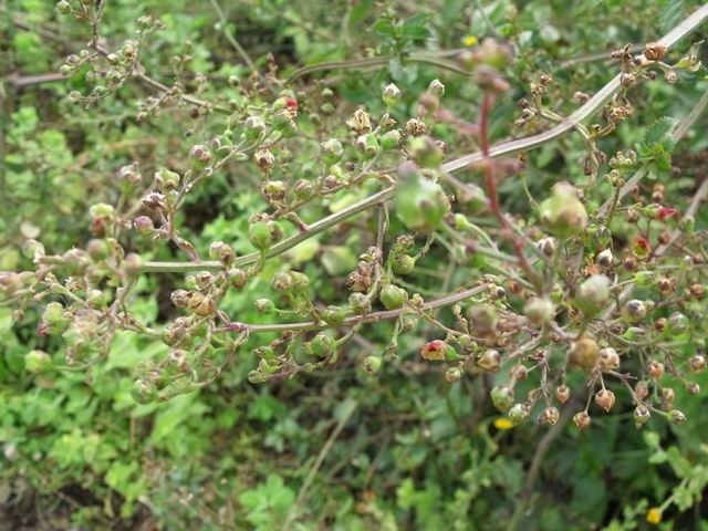 Scrophularia auriculata / Scrofularia acquatica